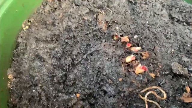 Крупнолистная гортензия: зимовка в подвале смотреть онлайн