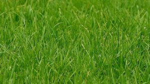 Зеленая трава. Бесплатный футаж. Green grass. Free footage.