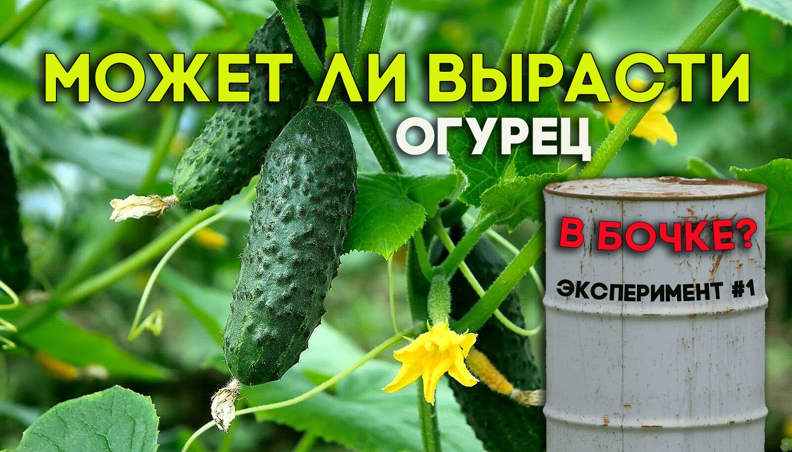 Эксперимент. Может ли вырасти огурец в бочке?