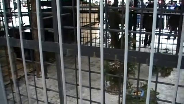 Медвежий тотализатор смотреть онлайн