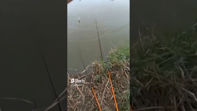 Карась на фидер🎣