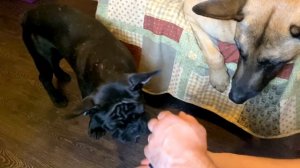 Щенок боится ошейника / Как приучить щенка к ошейнику