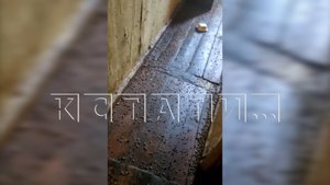 Сотни тысяч тараканов в своей квартире развел житель Сормовского района