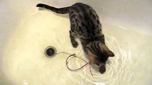 Бенгальская кошка играет в воде. Bengal cats playing in the water