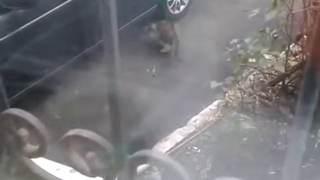 Троллинг кошки Котик VS. Лазер смотреть онлайн