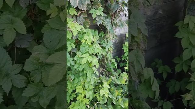 Цветочная композиция для теневого сада. Сентябрь. смотреть онлайн