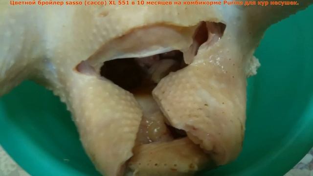 Цветной бройлер sasso (сассо) XL 551 в 10 месяцев на комбикорме Purina для кур несушек /Часть 4/ смотреть онлайн