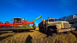 Уборочная 2021. Работаю на Урале, возим зерно от комбайнов.