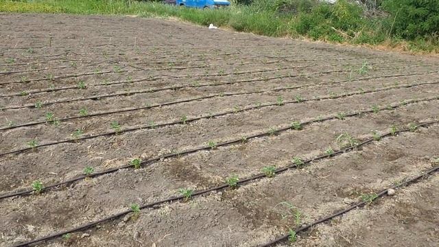 Сажать клубнику в жару или нет. смотреть онлайн