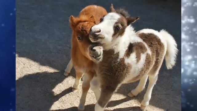 Mini Horses Are Soo Damn Cute! смотреть онлайн