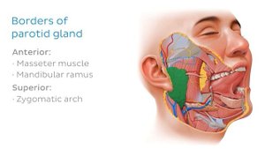 Слюнные железы - Анатомия человека | Kenhub