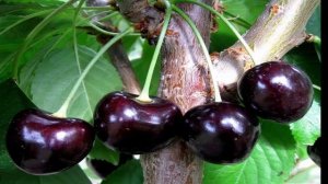 Вишня обыкновенная Шоколадница  Краткий обзор, описание характеристик