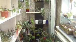 Обзор цветочной гостиной. Цветы в квартире. 1ч