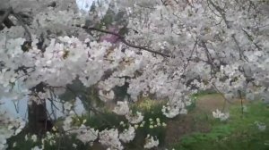 A Million Blooms at Lewis Ginter Botanical Garden