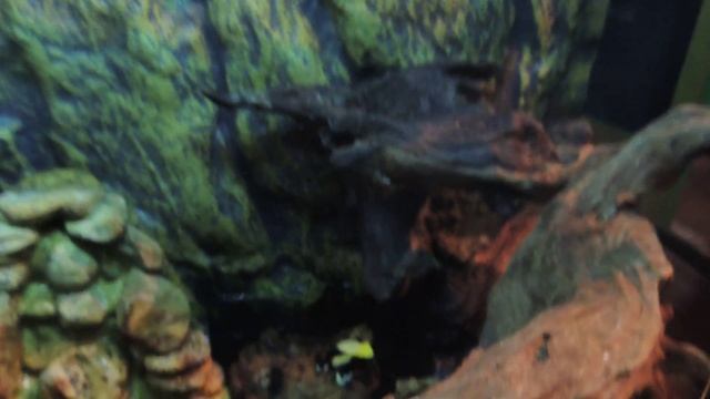 Пятнистый древолаз. смотреть онлайн