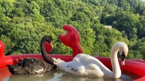 Белый и черный лебедь плавают вместе в бассейне ?? #лебеди #лебединоеозеро #птицы