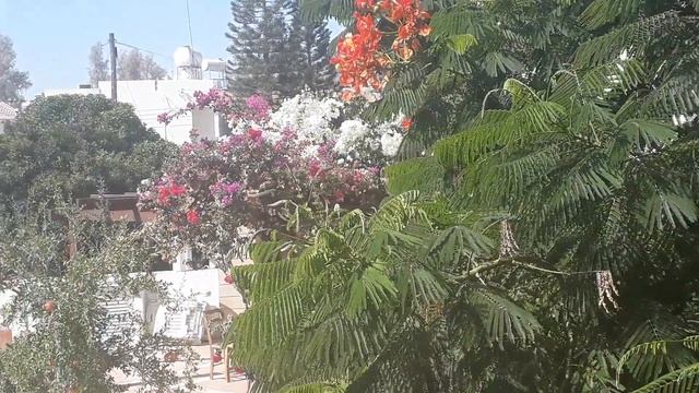 Южный Сад)??????? смотреть онлайн