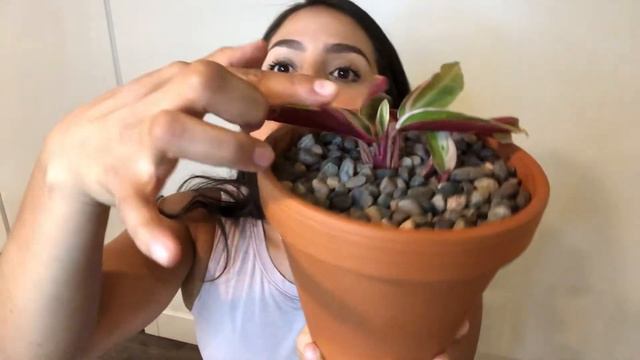 East Bay Nurseries Haul смотреть онлайн