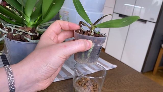 ПОКУПКИ ДЛЯ ОРХИДЕЙ!!!! ОРХИДЕЙКИ, КОТОРЫЕ ВЫЖИЛИ!!! смотреть онлайн