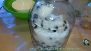 Переработка винограда часть 1 / Наливочка из Изабеллы