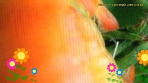 Томат обыкновенный Баланс. Краткий обзор, описание характеристик, где купить семена