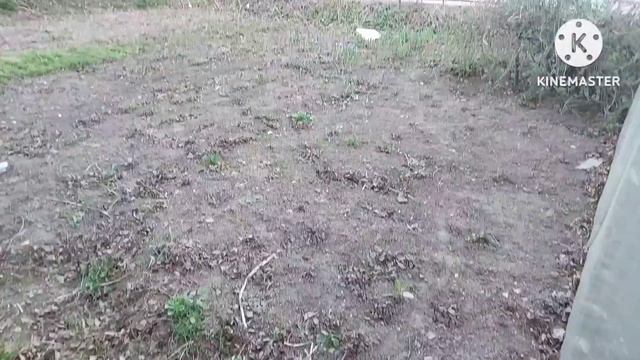 Сажаю редис, готовлю грибы со сметаной смотреть онлайн