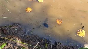 Жук-плавунец vs зеленая гусеница