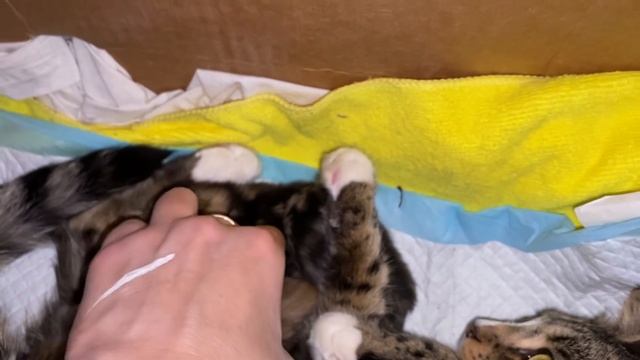 МИЛОТА ЗАШКАЛИВАЕТ. КОТЯТА ОБНИМАЮТСЯ И ЦЕЛУЮТ В НОСИК. 4 ДНЯ МАЛЫШАМ смотреть онлайн