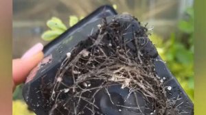 Очиток (седум) Миддендорфа Вариегатум