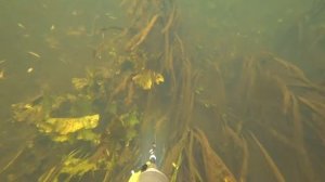 Подводная охота 14 10 18 Рязанская область