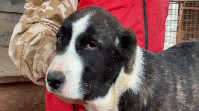 N4.БАРСЕЛОНА(малый ворот/тигр).Щенок сука(4мес) от Мартын*Лота.БУЛЬДОЗЕРА линия.САО.FCI.+7915778778 смотреть онлайн