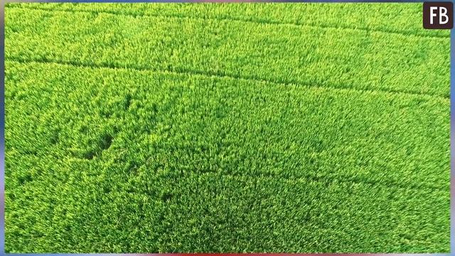 Только одна маленькая хитрость перед варкой риса сделает его в разы вкуснее смотреть онлайн