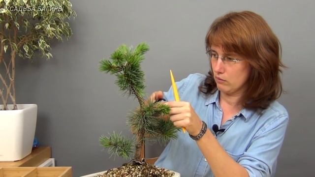 Бонсай из сосны (ч.5). смотреть онлайн