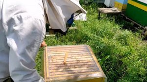 Какую вощину выбрать,