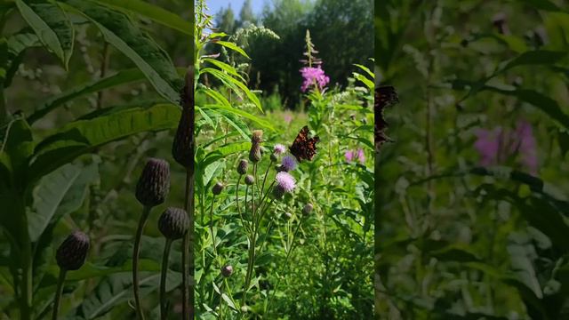углокрыльница наслаждается нектаром