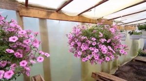 Сорта ампельных петуний, которые не пользовались спросом