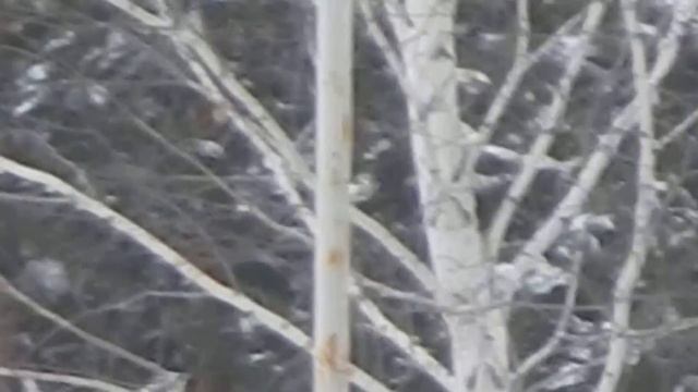 Максимальный зум на Nikon Coolpix L830 смотреть онлайн