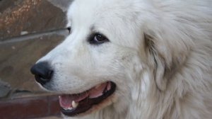 Пиренейская горная собака. Chien de Montagne des Pyrenees