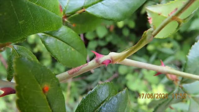 Rosa sempervirens syn Rosa alba , the evergreen rose Greece смотреть онлайн