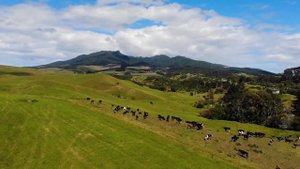New Zealand English vs Australian English - What is NZ English?