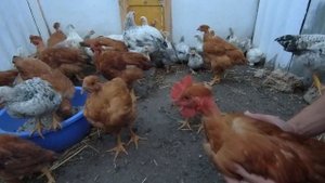Взвешивание двух месячных и одно месячных цыплят мастер грей, голошейки и фокси чики.