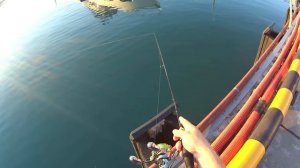 rockfish 2019 Сочи 29 мая ставрида часть 2 Игорь Зинковский