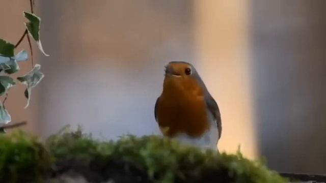 Музыка сна смотреть онлайн