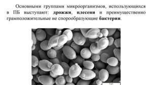 Введение в биотехнологию. Курс Биотехнологические подходы в пищевом и фармацевтическом производстве