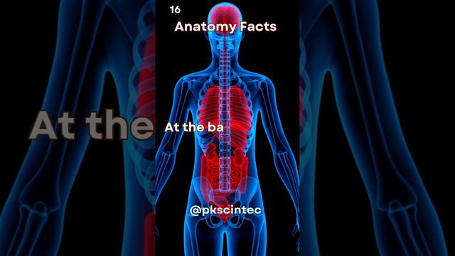 Cerebellum Unveiled Navigating the Intricacies at the Brain's Backstage #viral #facts #shortvideo