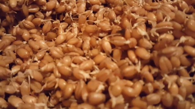 Любимое лакомство кур/ Проращиваем пшеницу