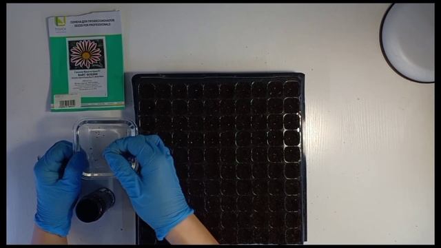 Посев гацании. супер НЕПРИХОТЛИВЫЙ цветок для солнечной клумбы. Как посеять газанию смотреть онлайн