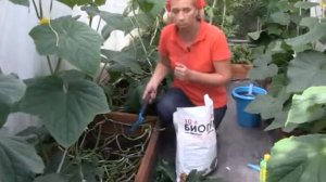 Уход за огурчиками в теплице. Удобрение биогумус.