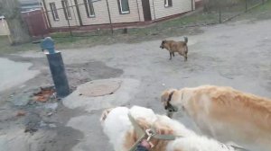 Русская псовая борзая и метки. Прогулка с хозяином-как видовая потребность в маркировке территории