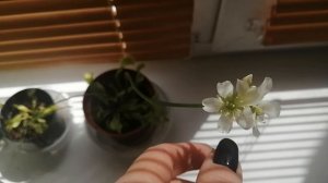 Венерина мухоловка. Цветение.